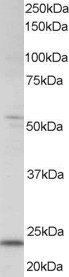 Goat anti-MAD4 / MXD4 Antibody