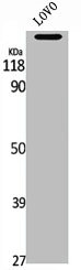 MADD Antibody
