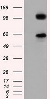 MADM Antibody
