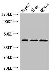 MAEA antibody