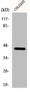 MAEA antibody