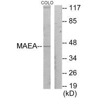 MAEA antibody