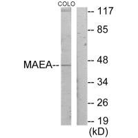 MAEA Antibody