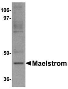 Maelstrom Antibody