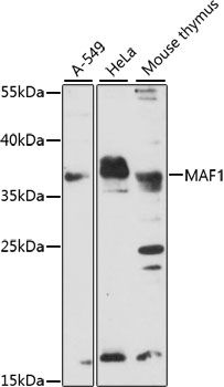 MAF1 antibody