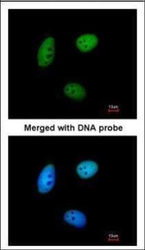 MAF1 antibody