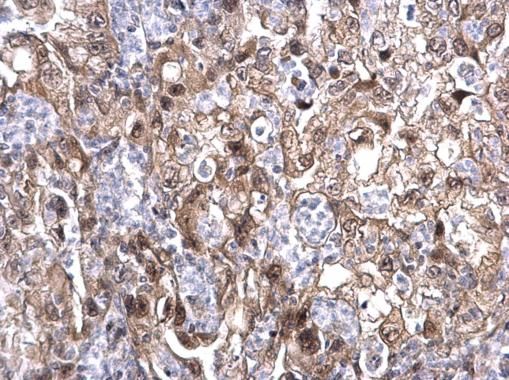 MAF1 Rabbit Polyclonal Antibody (AF1)