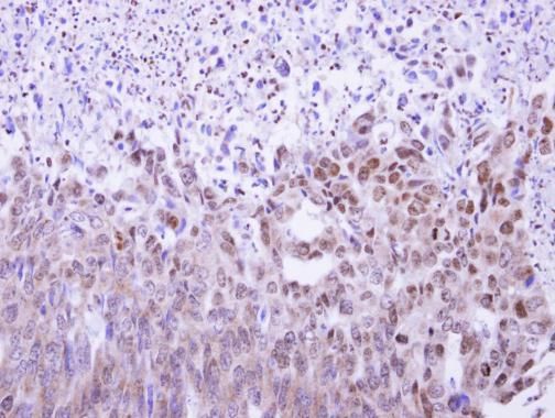 MAF1 Rabbit Polyclonal Antibody (AF1)