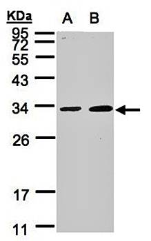 MAF1 antibody