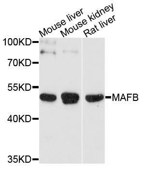 MAFB antibody
