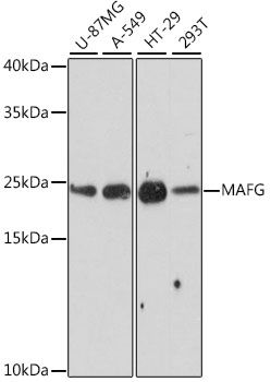 MAFG antibody