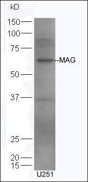 Mag-A/B antibody