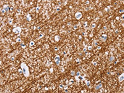 MAG Antibody