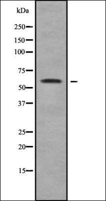 MAGE2 antibody