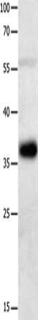 MAGEA2 antibody