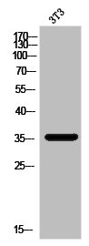 MAGEA5 Antibody