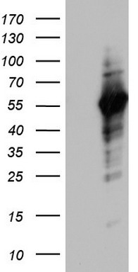 MAGEB1 antibody