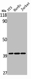 MAGEC2 Antibody