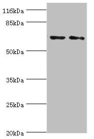 MAGEC3 Antibody