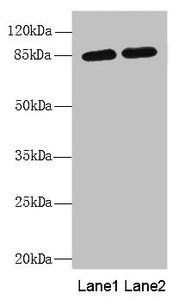 MAGED1 antibody