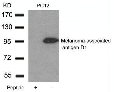 Maged1 antibody
