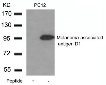 Maged1 Antibody