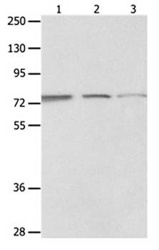 MAGED1 Antibody