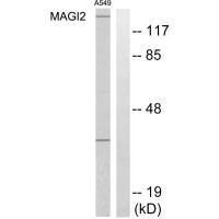 MAGI2 Antibody