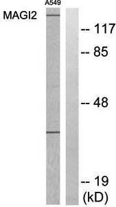 MAGI2 Antibody