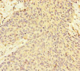 MAGOH Antibody