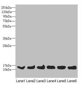 MAGOH antibody