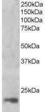 Goat anti-MAGOH Antibody