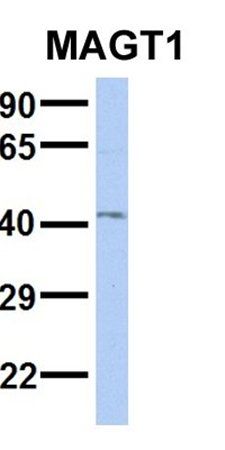 MAGT1 antibody