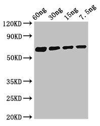 Major allergen Bla g 1.0101 antibody