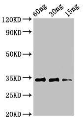 Major pollen allergen Aln g 1 antibody