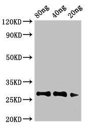 Major pollen allergen Art v 1 Antibody