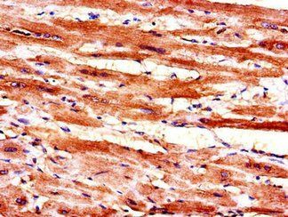 MAL Antibody