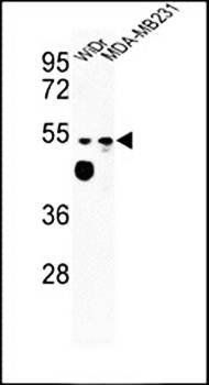 MALD2 antibody