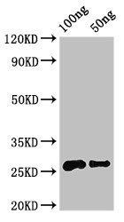 MALD3 antibody