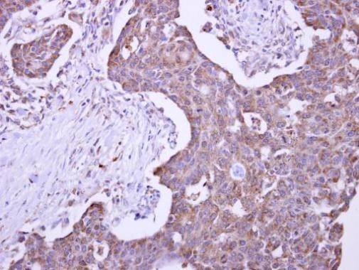 Malectin Rabbit Polyclonal Antibody