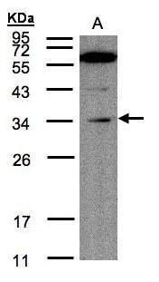 Malectin Rabbit Polyclonal Antibody