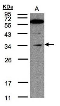 Malectin antibody