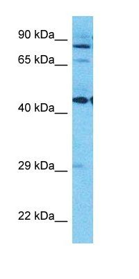 MAMD1 antibody