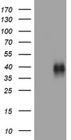 MAML2 antibody