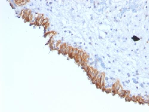 MAML2 Antibody