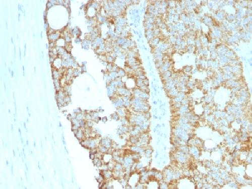 MAML2 Antibody