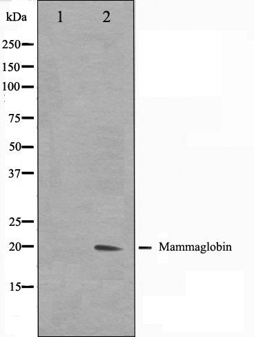 Mammaglobin antibody