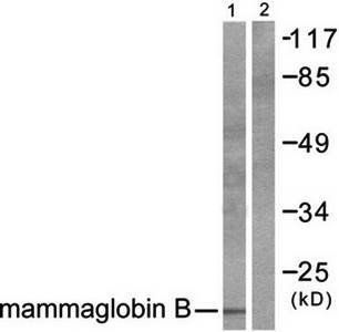 Mammaglobin B antibody