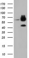 MAN1 Antibody