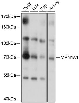 MAN1A1 antibody